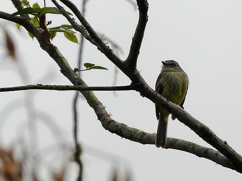 Mishana Tyrannulet  Geotagged,Mishana tyrannulet,Peru,Spring,Zimmerius villarejoi