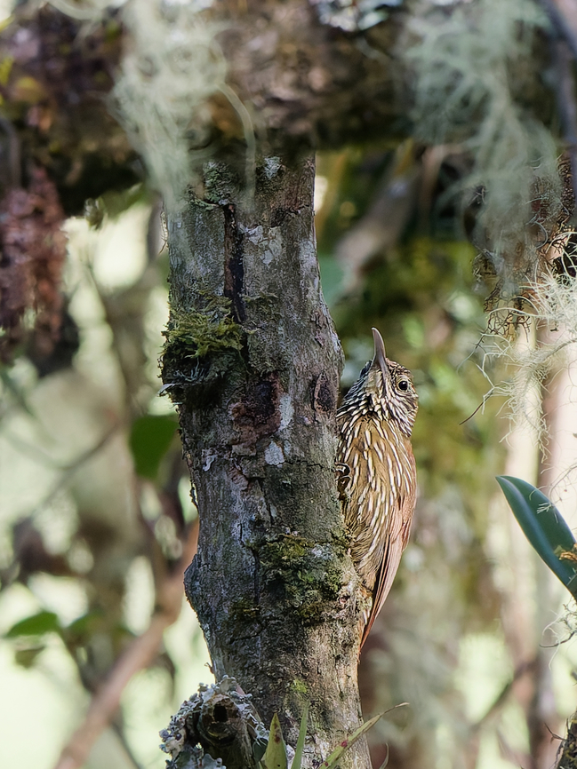 Montane Woodcreeper  Geotagged,Lepidocolaptes lacrymiger,Montane Woodcreeper,Peru,Spring