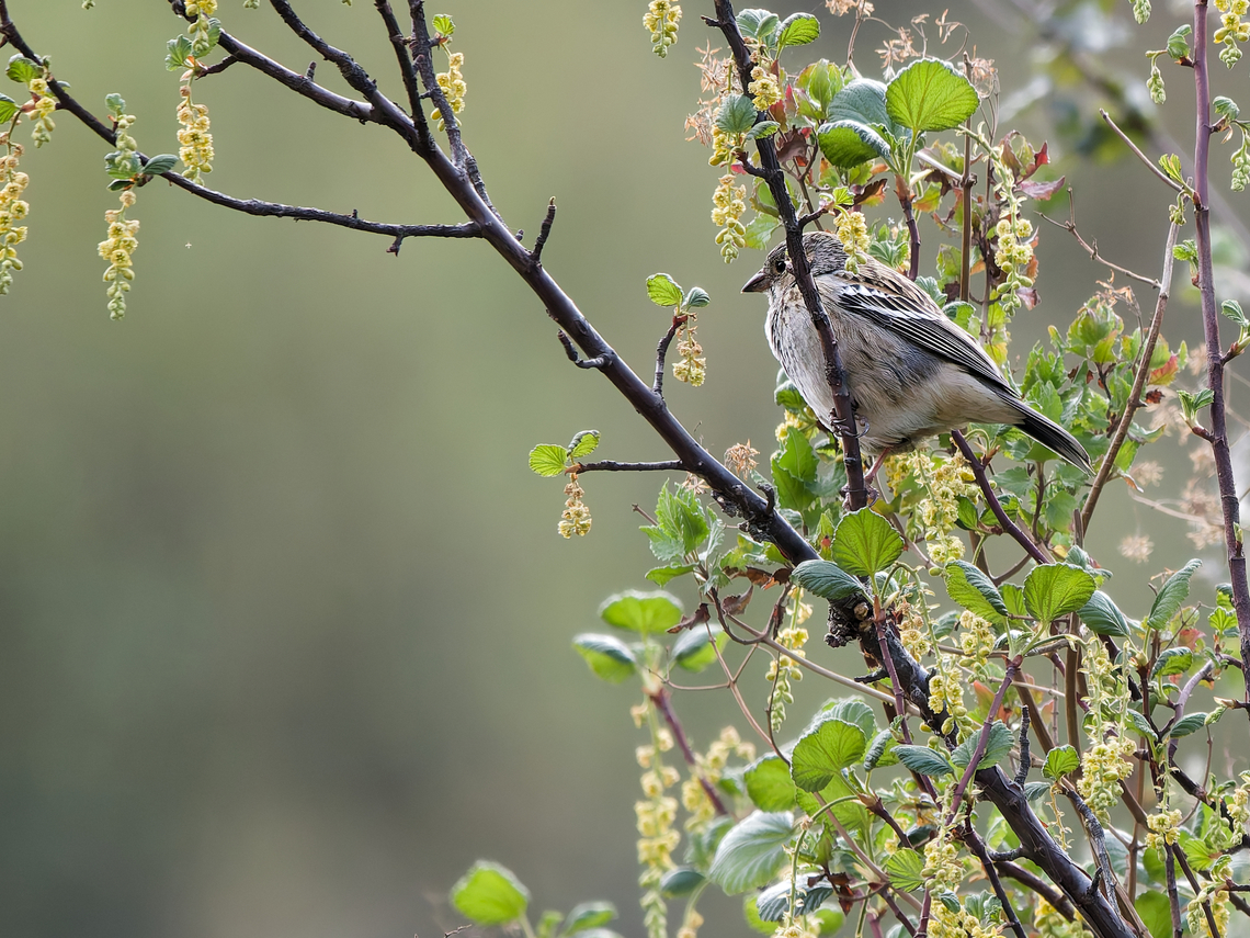 Mourning Sierra-Finch  Geotagged,Mourning sierra finch,Peru,Rhopospina fruticeti,Spring