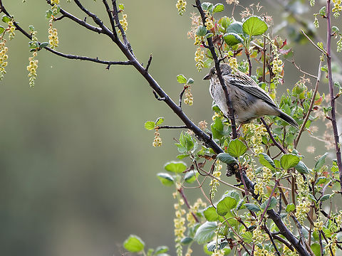 Mourning Sierra-Finch  Geotagged,Mourning sierra finch,Peru,Rhopospina fruticeti,Spring