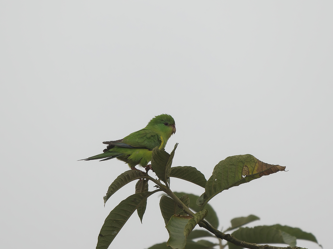 Mountain Parakeet closer view, undisturbed :) Geotagged,Mountain parakeet,Peru,Psilopsiagon aurifrons,Spring