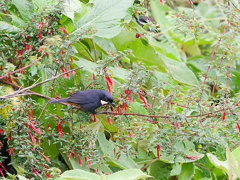 Moustached Flowerpiercer  Diglossa mystacalis,Geotagged,Moustached flowerpiercer,Peru,Spring,near endemic