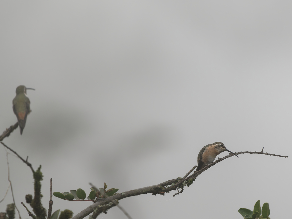 Oasis Hummingbird Lomas de Lachay in neblina Geotagged,Oasis hummingbird,Peru,Rhodopis vesper,Spring