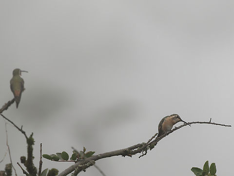 Oasis Hummingbird Lomas de Lachay in neblina Geotagged,Oasis hummingbird,Peru,Rhodopis vesper,Spring