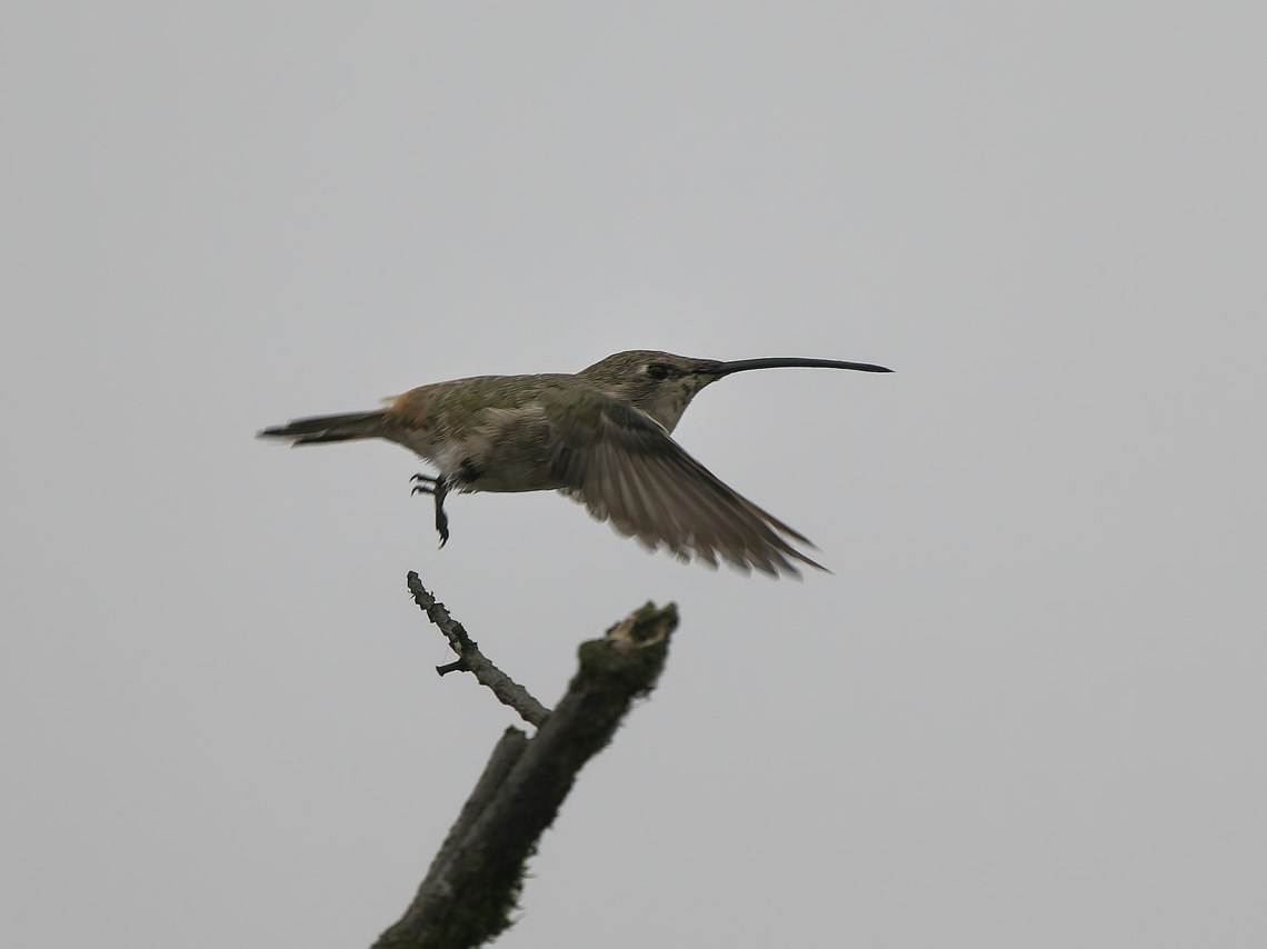 Oasis Hummingbird in flight flying off Geotagged,Oasis hummingbird,Peru,Rhodopis vesper,Spring