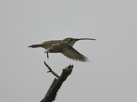 Oasis Hummingbird in flight flying off Geotagged,Oasis hummingbird,Peru,Rhodopis vesper,Spring