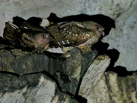 Oilbirds  Geotagged,Oilbird,Peru,Spring,Steatornis caripensis