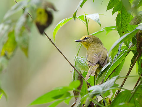 Oleaginous Hemispingus  Geotagged,Oleaginous hemispingus,Peru,Sphenopsis frontalis,Spring