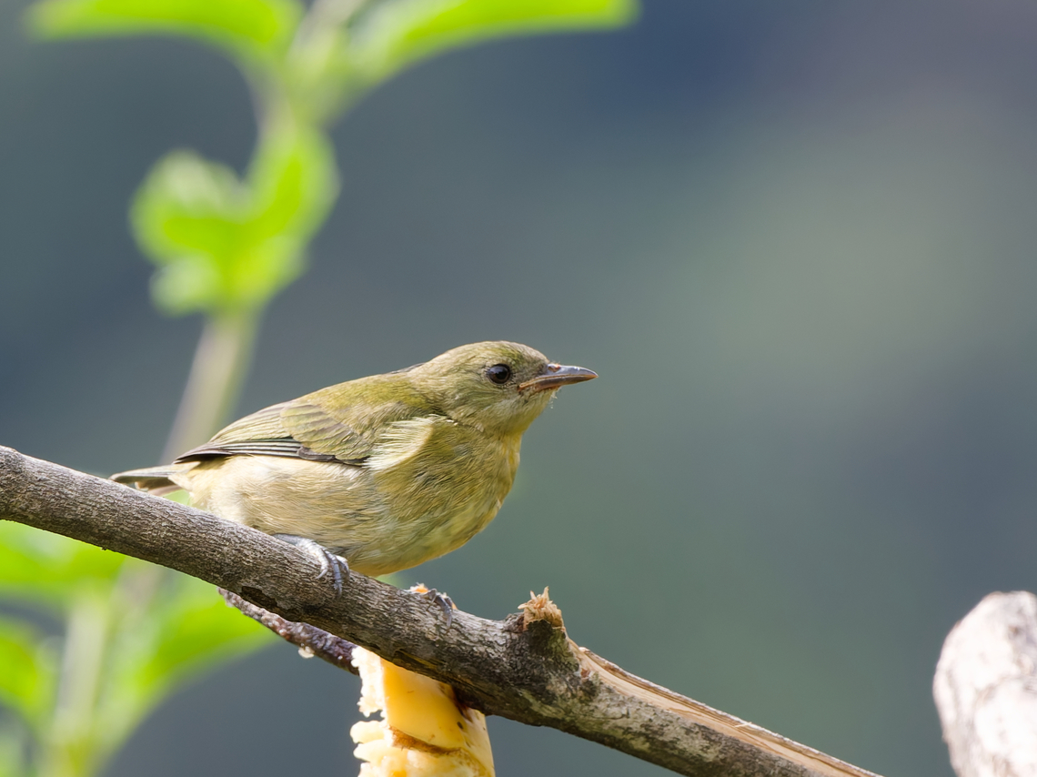 Olivaceous Siskin missing female Geotagged,Olivaceous siskin,Peru,Spinus olivaceus,Spring