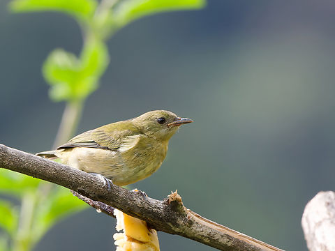 Olivaceous Siskin missing female Geotagged,Olivaceous siskin,Peru,Spinus olivaceus,Spring