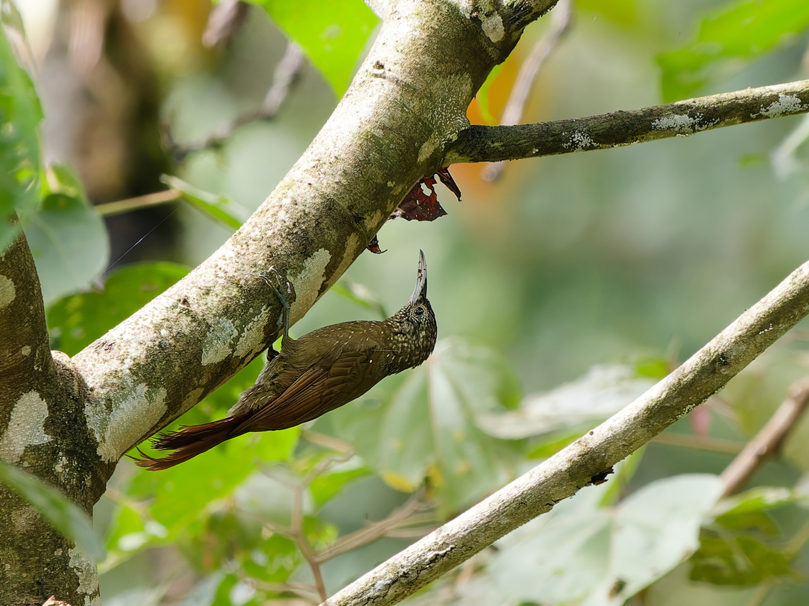 Olive-backed Woodcreeper  Geotagged,Olive-backed woodcreeper,Peru,Spring,Xiphorhynchus triangularis