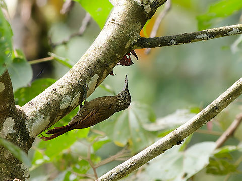 Olive-backed Woodcreeper  Geotagged,Olive-backed woodcreeper,Peru,Spring,Xiphorhynchus triangularis