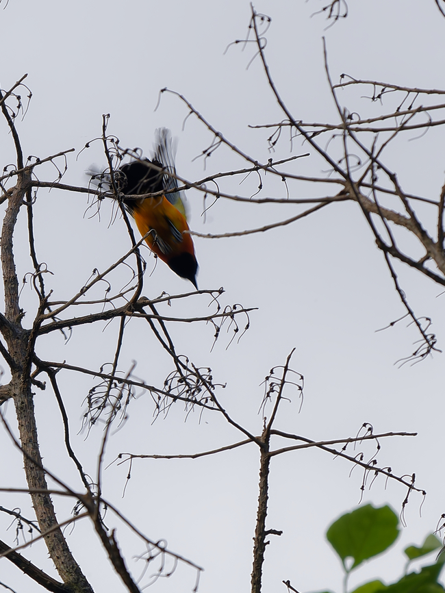 Orange-backed Troupial rocket-style movement Geotagged,Icterus croconotus,Orange-backed troupial,Peru,Spring