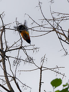 Orange-backed Troupial rocket-style movement Geotagged,Icterus croconotus,Orange-backed troupial,Peru,Spring