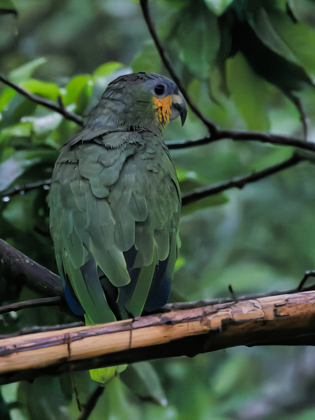 Orange-winged Amazon in Peru  Amazona amazonica,Geotagged,Orange-winged amazon,Peru,Spring