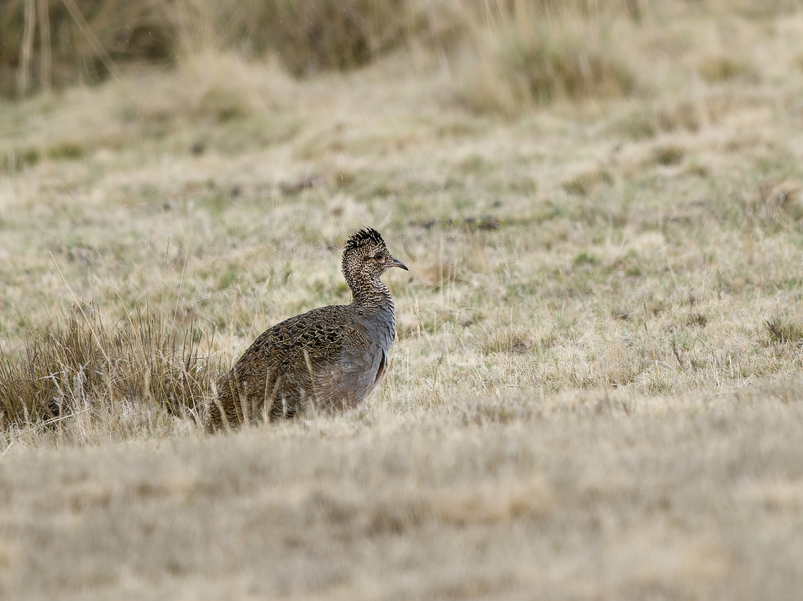 Ornate Tinamou in Peru  Geotagged,Nothoprocta ornata,Ornate tinamou,Peru,Spring