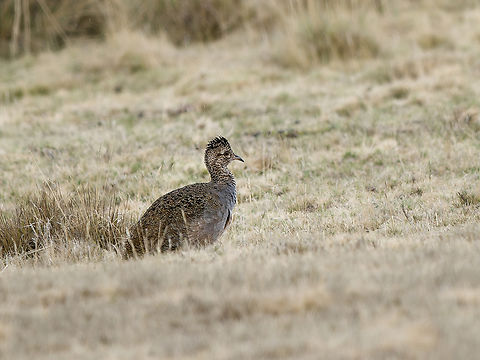 Ornate Tinamou in Peru  Geotagged,Nothoprocta ornata,Ornate tinamou,Peru,Spring