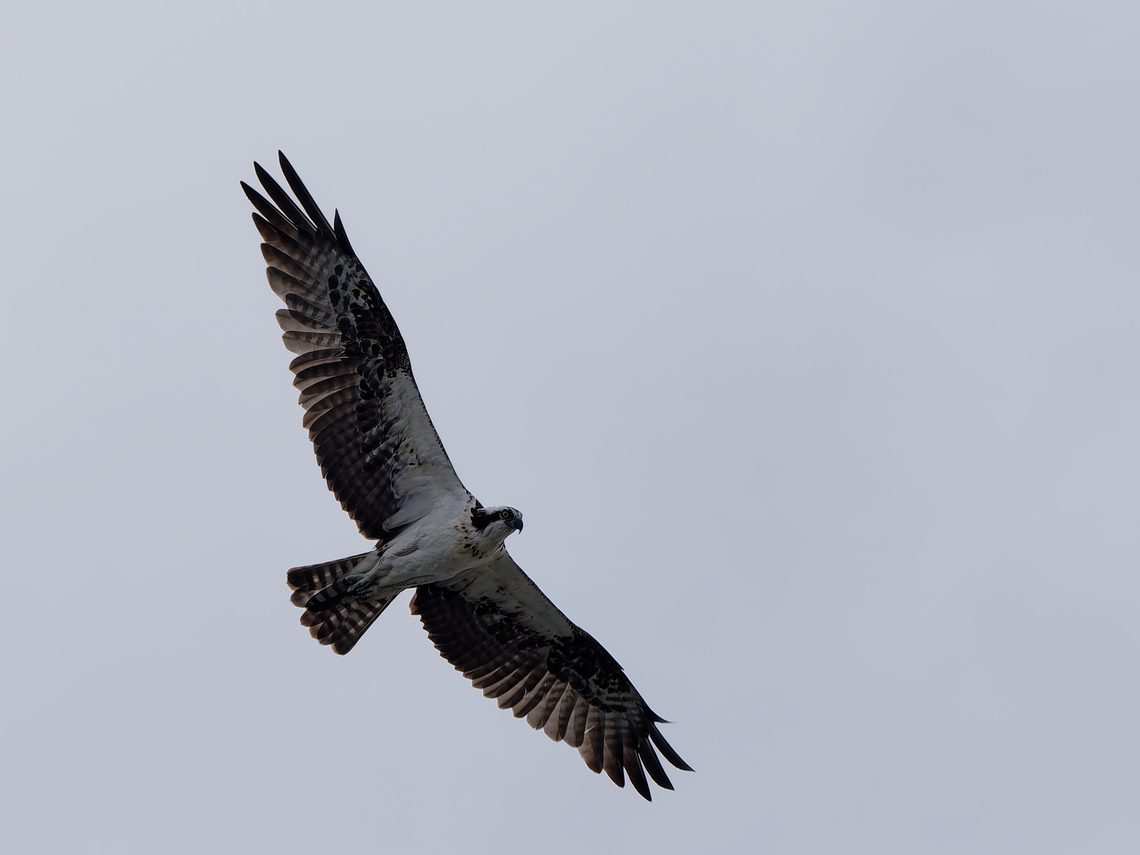 Osprey flying in Peru  Geotagged,Osprey,Pandion haliaetus,Peru,Spring