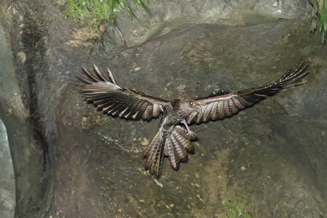 Oilbird leaving the cage Same photo as in <figure class="photo"><a href="https://www.jungledragon.com/image/93525/oilbird_leaving_the_cage.html" title="Oilbird leaving the cage"><img src="https://s3.amazonaws.com/media.jungledragon.com/images/3059/93525_thumb.jpg?AWSAccessKeyId=05GMT0V3GWVNE7GGM1R2&Expires=1765411210&Signature=fg33N6l0zKp4kYg2j8JyXtMtuME%3D" width="200" height="134" alt="Oilbird leaving the cage in R&iacute;o Claro Reserve,  Cueva de los Gu&aacute;charos, already dark, flashed eyes corrected manually Colombia,Geotagged,Oilbird,Rio Claro,Steatornis caripensis,Winter" /></a></figure><br />
just to demonstrate the huge improvement in RAW development with modern noise reduction  Colombia,Geotagged,Oilbird,Steatornis caripensis,Winter
