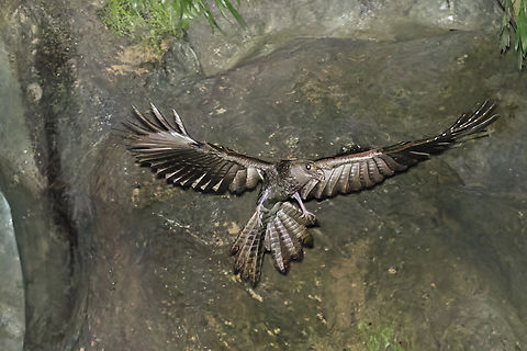 Oilbird leaving the cage Same photo as in https://www.jungledragon.com/image/93525/oilbird_leaving_the_cage.html
just to demonstrate the huge improvement in RAW development with modern noise reduction  Colombia,Geotagged,Oilbird,Steatornis caripensis,Winter