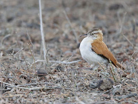 Pacific Horneiro  Furnarius cinnamomeus,Geotagged,Pacific hornero,Peru,Spring