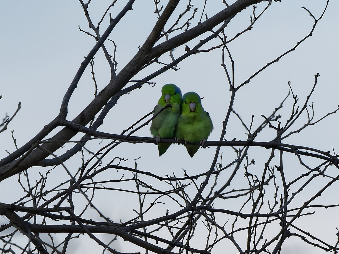 Pacific Parrotlet  Forpus coelestis,Geotagged,Pacific parrotlet,Peru,Spring