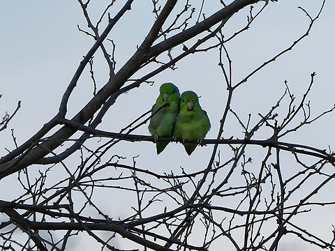 Pacific Parrotlet  Forpus coelestis,Geotagged,Pacific parrotlet,Peru,Spring