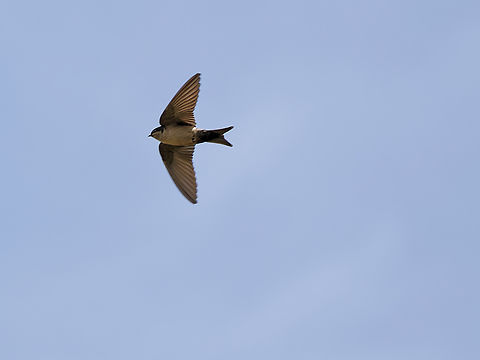 Brown-bellied Swallow in Peru  Brown-bellied swallow,Geotagged,Notiochelidon murina,Peru,Spring