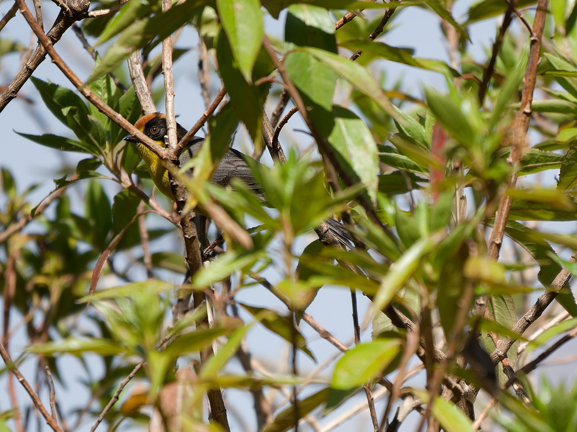 Pale-naped Brushfinch in Peru  Atlapetes pallidinucha,Geotagged,Pale-naped brushfinch,Peru,Spring
