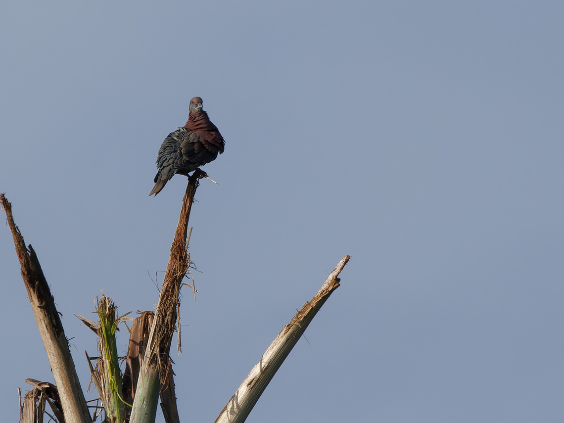 Pale-vented Pigeon in Peru  Geotagged,Pale-vented pigeon,Patagioenas cayennensis,Peru,Spring