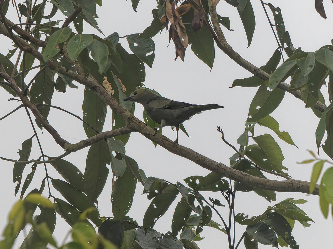Palm Tanager in Peru  Geotagged,Palm Tanager,Peru,Spring,Thraupis palmarum
