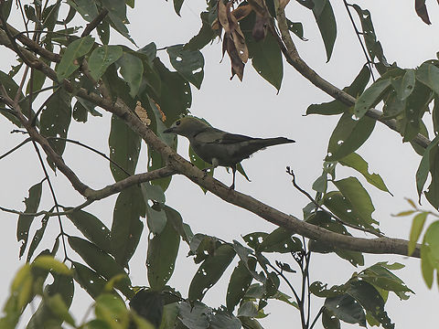 Palm Tanager in Peru  Geotagged,Palm Tanager,Peru,Spring,Thraupis palmarum