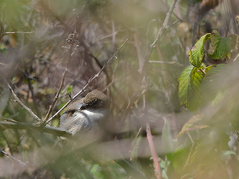 Paramo Seedeater w in Peru missing female, sleeping Catamenia homochroa,Geotagged,Peru,P&aacute;ramo Seedeater,Spring