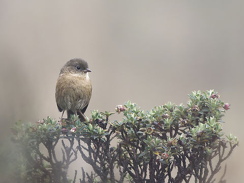 Pardusco  Endemic species,Geotagged,Nephelornis oneilli,Pardusco,Peru,Spring