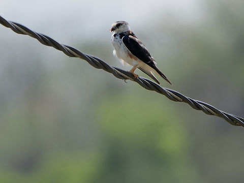 Pearl Kite  Gampsonyx swainsonii,Geotagged,Pearl kite,Peru,Spring