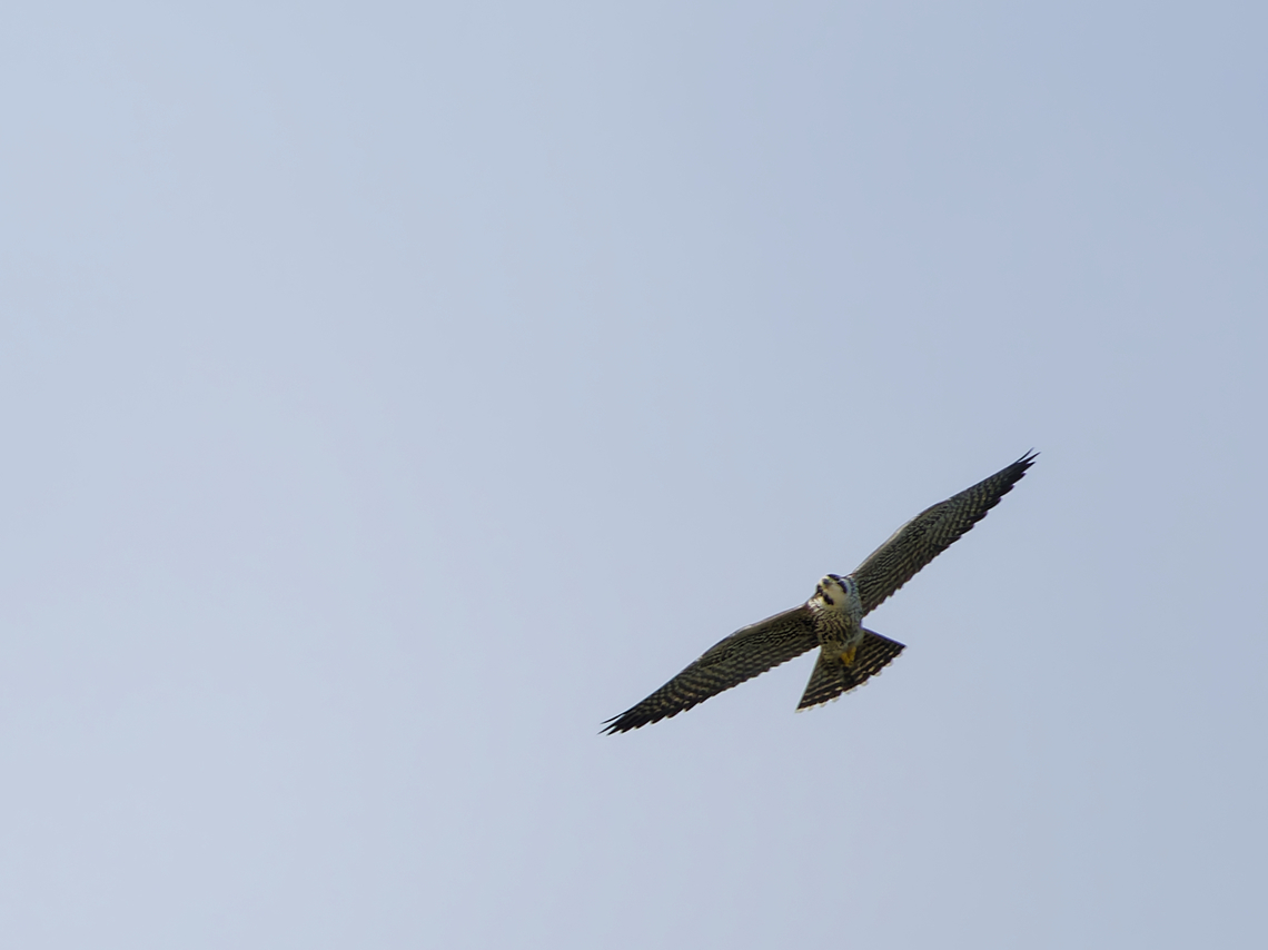 Peregrine Falcon  Falco peregrinus,Geotagged,Peregrine falcon,Peru,Spring