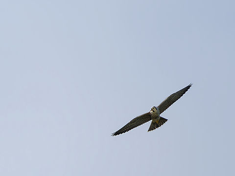 Peregrine Falcon  Falco peregrinus,Geotagged,Peregrine falcon,Peru,Spring
