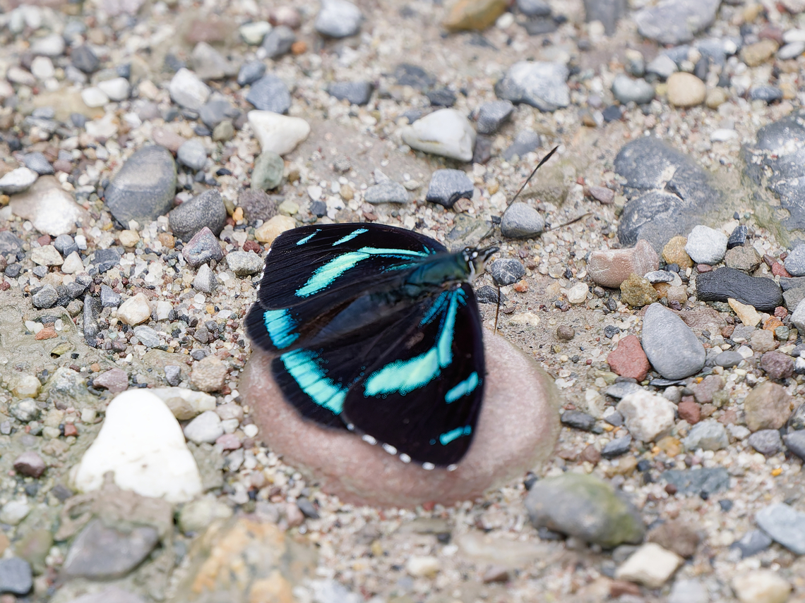 Perisama humboldtii Schmetterling  Geotagged,Perisama humboldtii,Peru,Spring