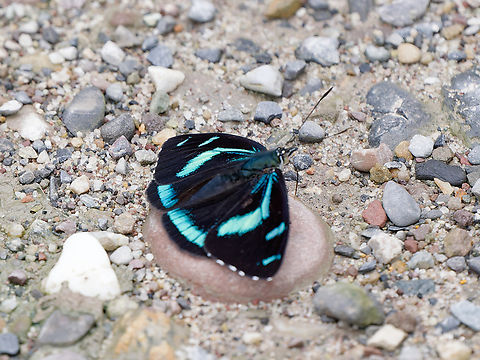 Perisama humboldtii Schmetterling  Geotagged,Perisama humboldtii,Peru,Spring