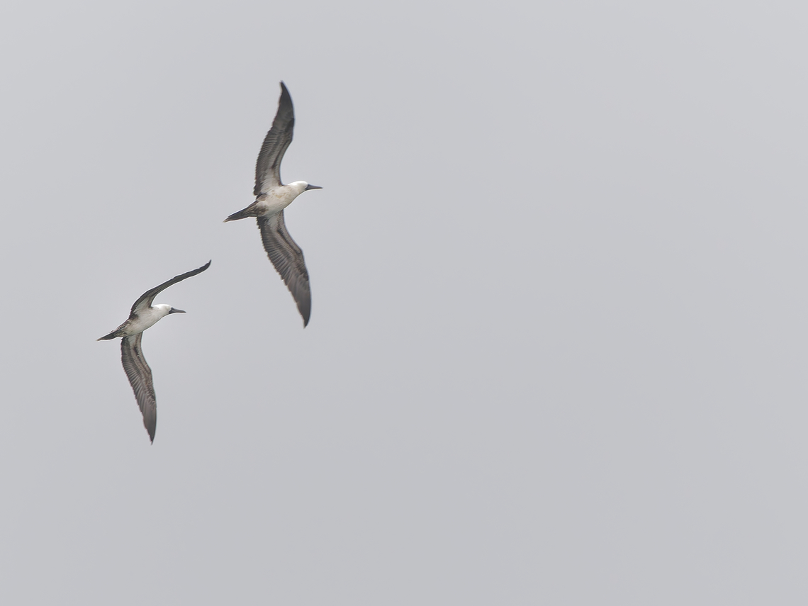 Peruvian Booby flying Geotagged,Peru,Peruvian booby,Spring,Sula variegata