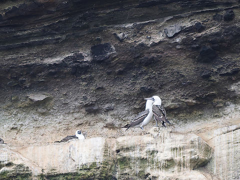Peruvian Booby courting and being watched Geotagged,Peru,Peruvian booby,Spring,Sula variegata