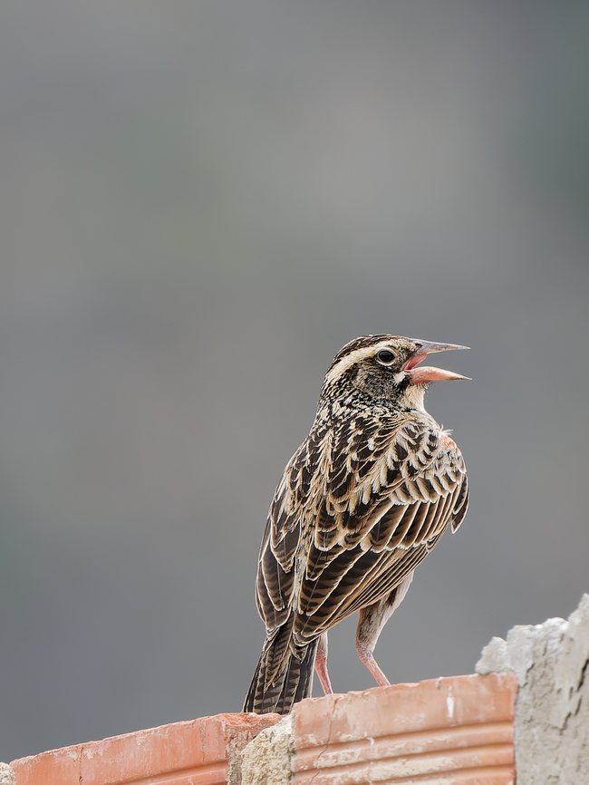 Peruvian Meadow-Lark non-breeding plumage Geotagged,Peru,Peruvian meadowlark,Spring,Sturnella bellicosa