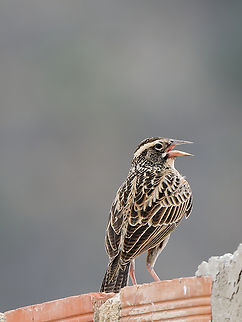 Peruvian Meadow-Lark non-breeding plumage Geotagged,Peru,Peruvian meadowlark,Spring,Sturnella bellicosa