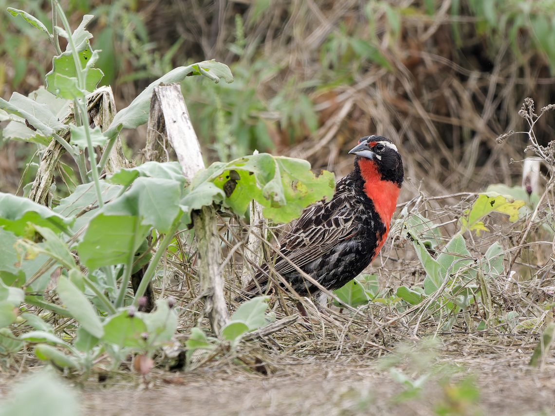 Peruvian Meadowlark breeding plumage Geotagged,Peru,Peruvian meadowlark,Spring,Sturnella bellicosa