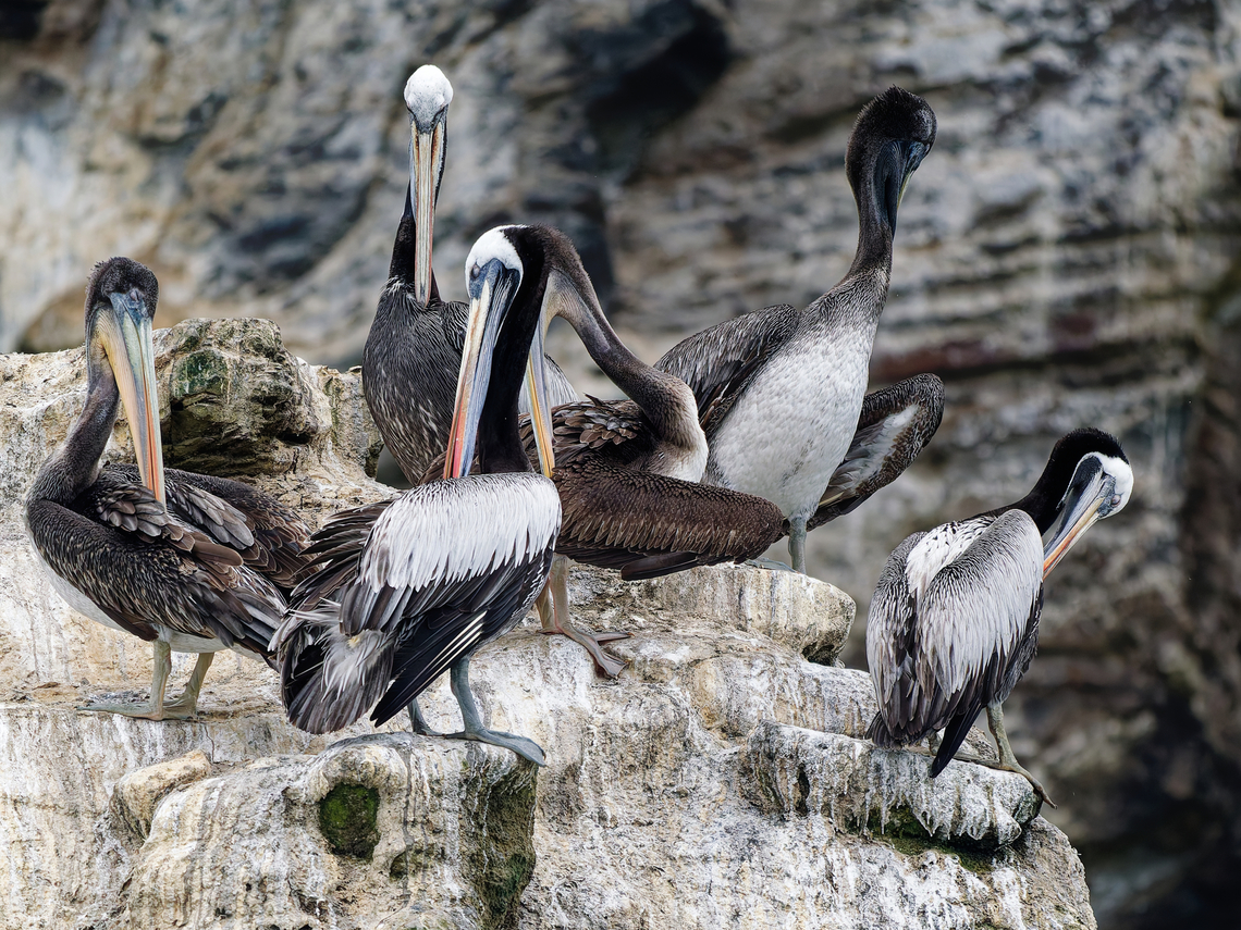 Peruvian Pelican  Geotagged,Pelecanus thagus,Peru,Peruvian pelican,Spring