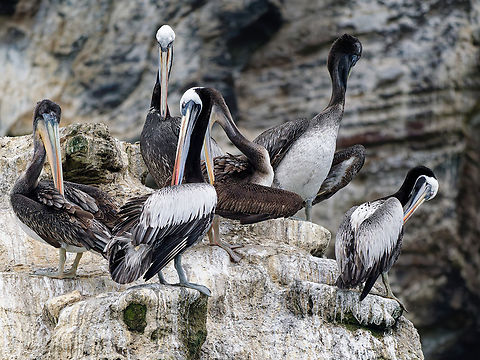 Peruvian Pelican  Geotagged,Pelecanus thagus,Peru,Peruvian pelican,Spring