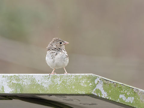 Band-tailed sierra-finch Corrected to Band-tailed sierra-finch female Band-tailed sierra finch,Geotagged,Peru,Spring