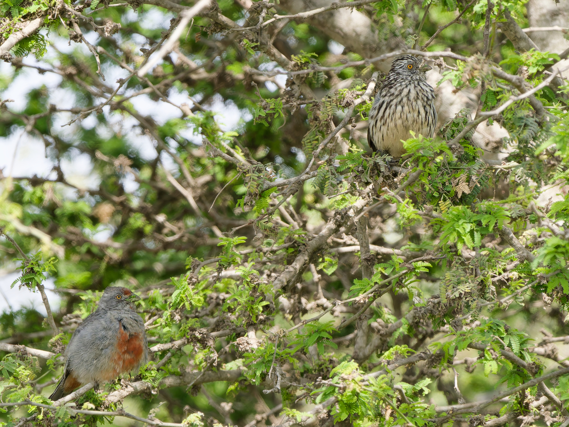 Peruvian Plantcutter couple, male on the left Geotagged,Peru,Peruvian plantcutter,Phytotoma raimondii,Spring