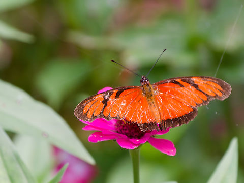 Dione juno Butterfly Flora  Dione juno,Geotagged,Juno Silverspot,Peru,Spring