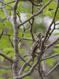 Peruvian Pygmy-Owl  Geotagged,Glaucidium peruanum,Pacific pygmy owl,Peru,Spring